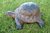 Wildlife 3D Schildkröte